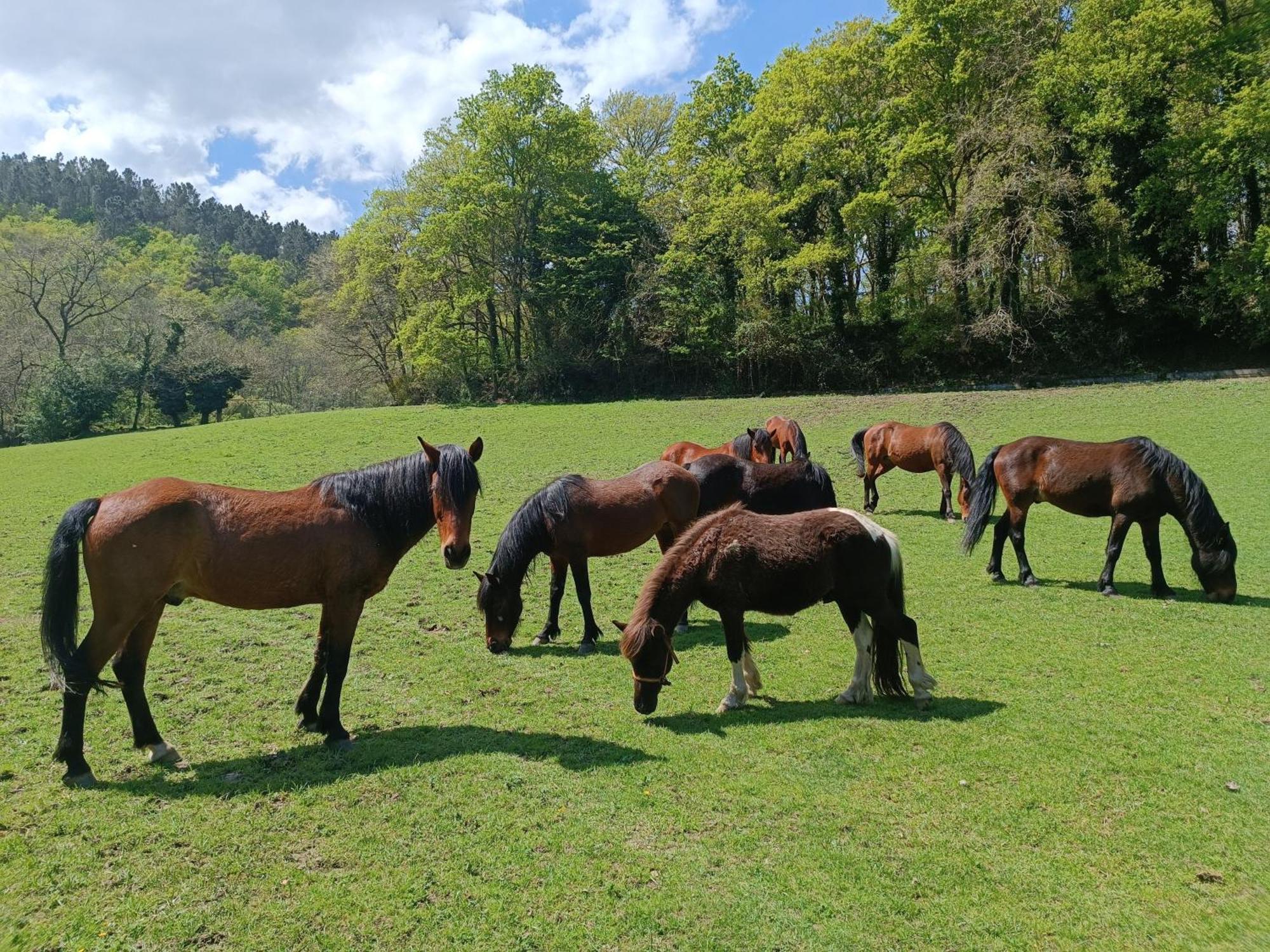 Casa Grande De Covas-Apartamentos Turisticos Taboada ภายนอก รูปภาพ