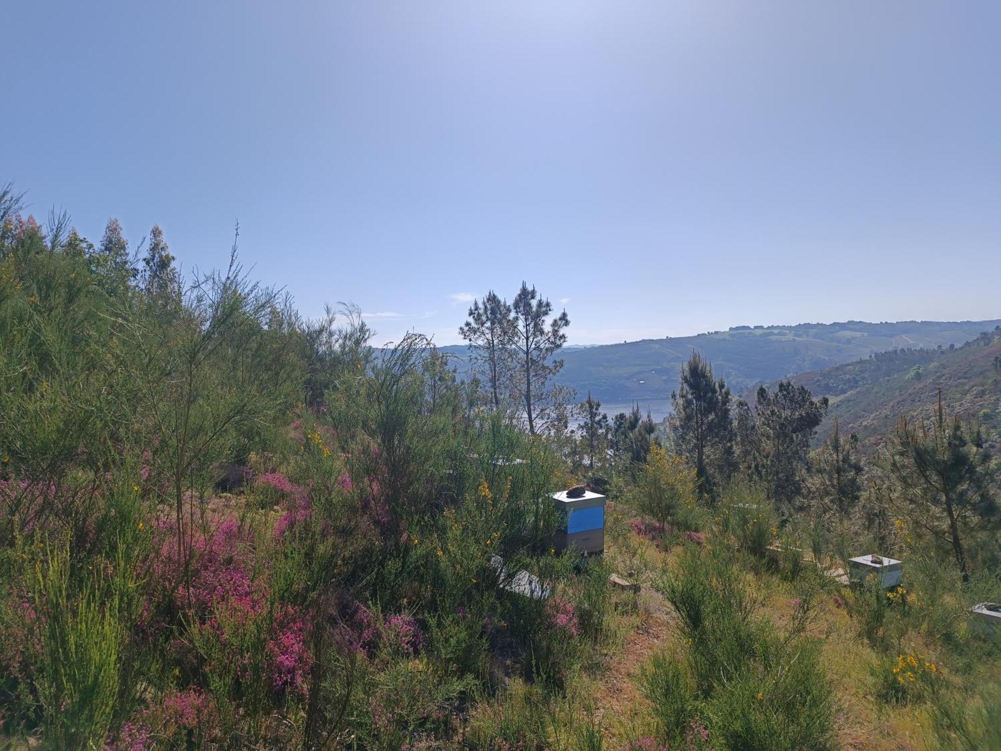 Casa Grande De Covas-Apartamentos Turisticos Taboada ภายนอก รูปภาพ